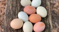 pasture raised eggs